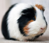 guinea pig